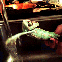 iguana, washing hands, antibiotic resistance, plain soap, bathroom, CDC, studies
