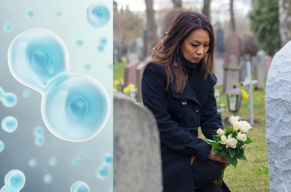 cells, science, consciousness, life, death