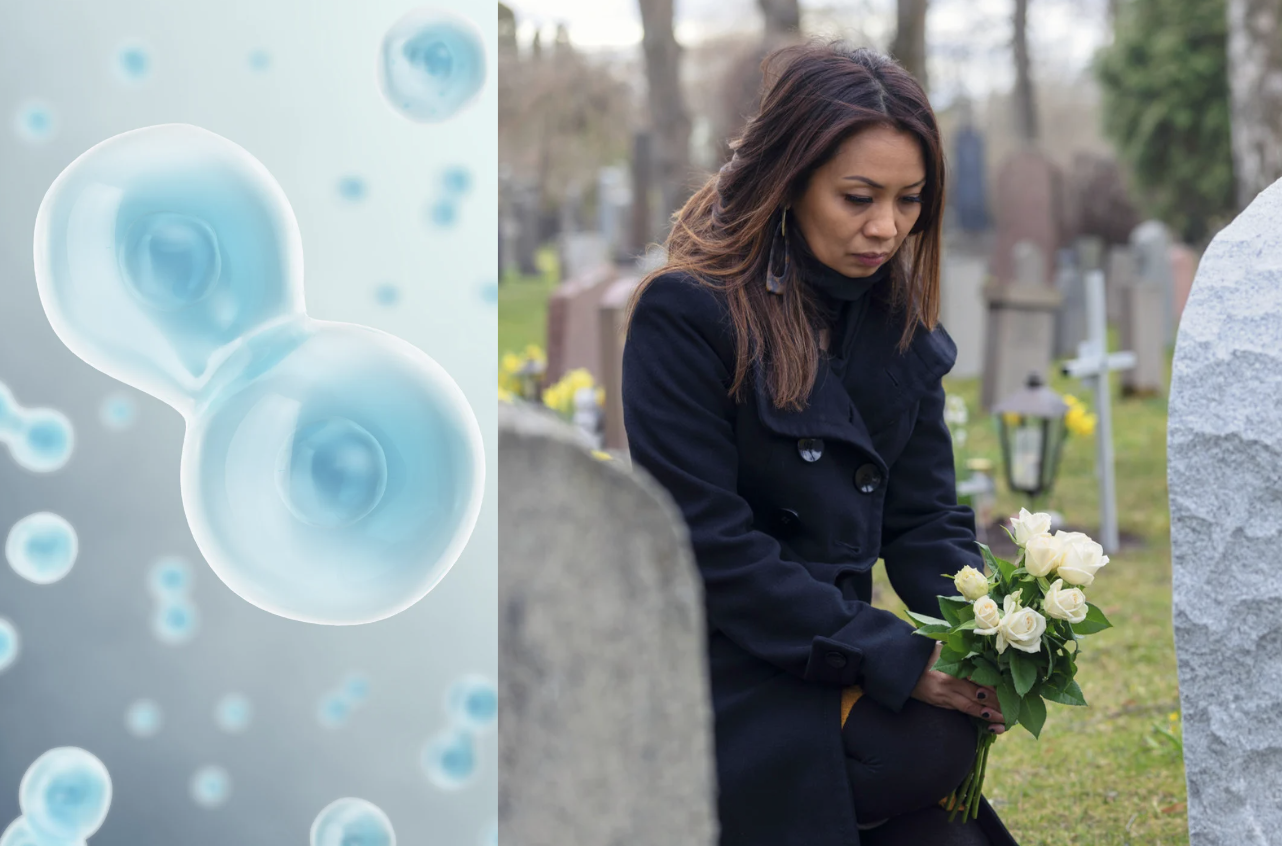cells, science, consciousness, life, death
