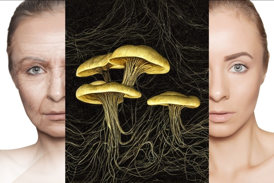 psychedelics, mushrooms, psilocybin, medical research, scientific study