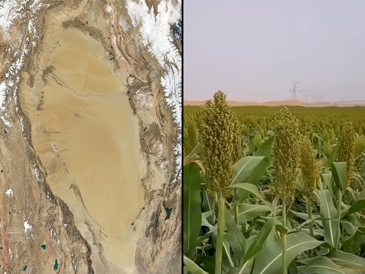 shrubland, grassland, Tarim Basin, China,Taklimikan Desert, pollution, environment, forest
