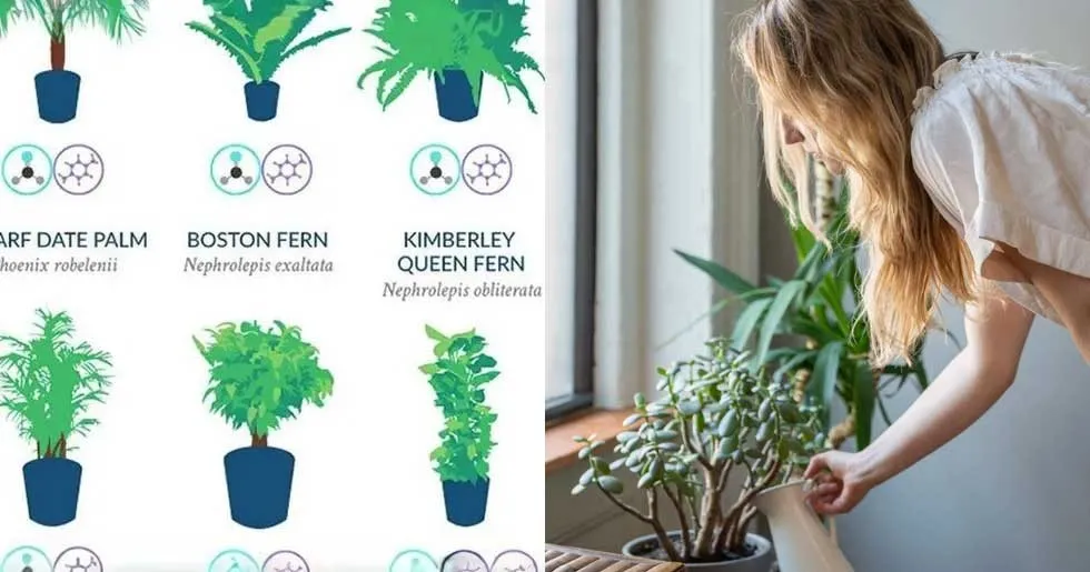 NASA clean air study, air purifying plants, indoor air quality, houseplants, clean air, spider plant, peace lily, bamboo palm, English ivy, formaldehyde removal, benzene toxins