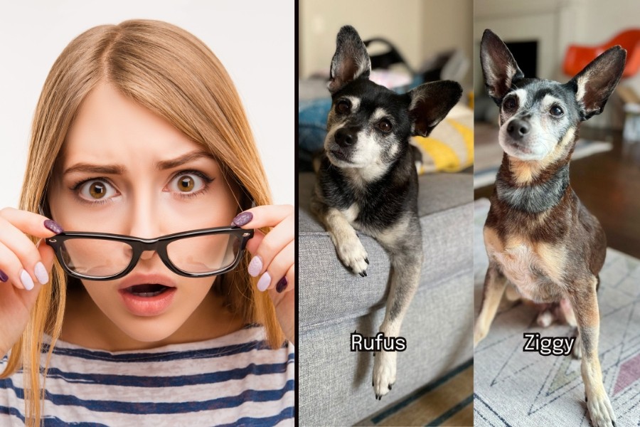 dogs, animal rescue, dna test, pet adoption, grief