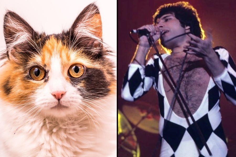 freddie mercury, queen, cats, pets, rock songs