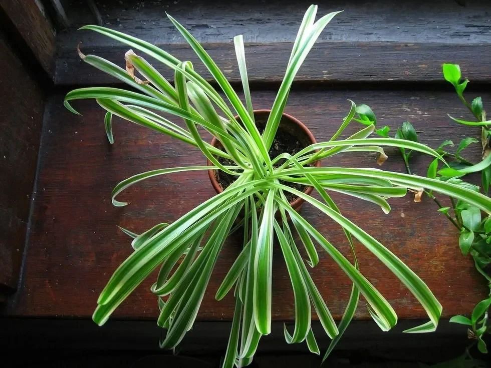 From the Asparagaceae family.