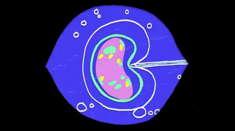biology, human cells, animation, science, experiments, bio, studies