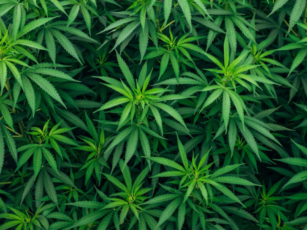 cannabis, narcotic, grass, farming, herb, agriculture, plants, gardening, hydroponics