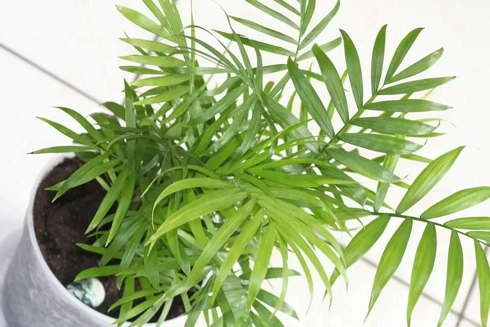 From the Arecaceae family.