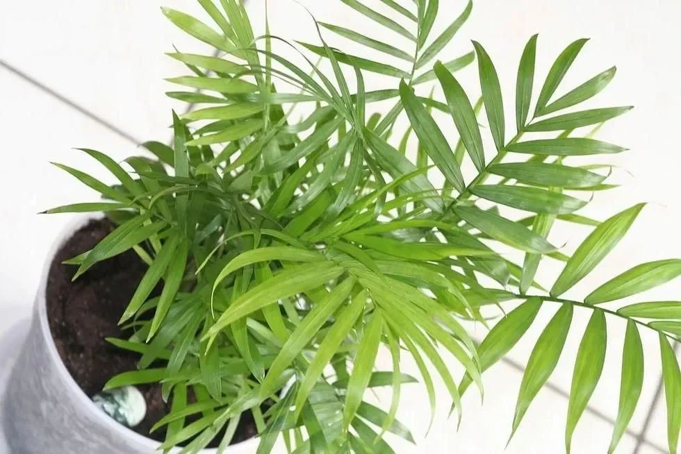 From the Arecaceae family.
