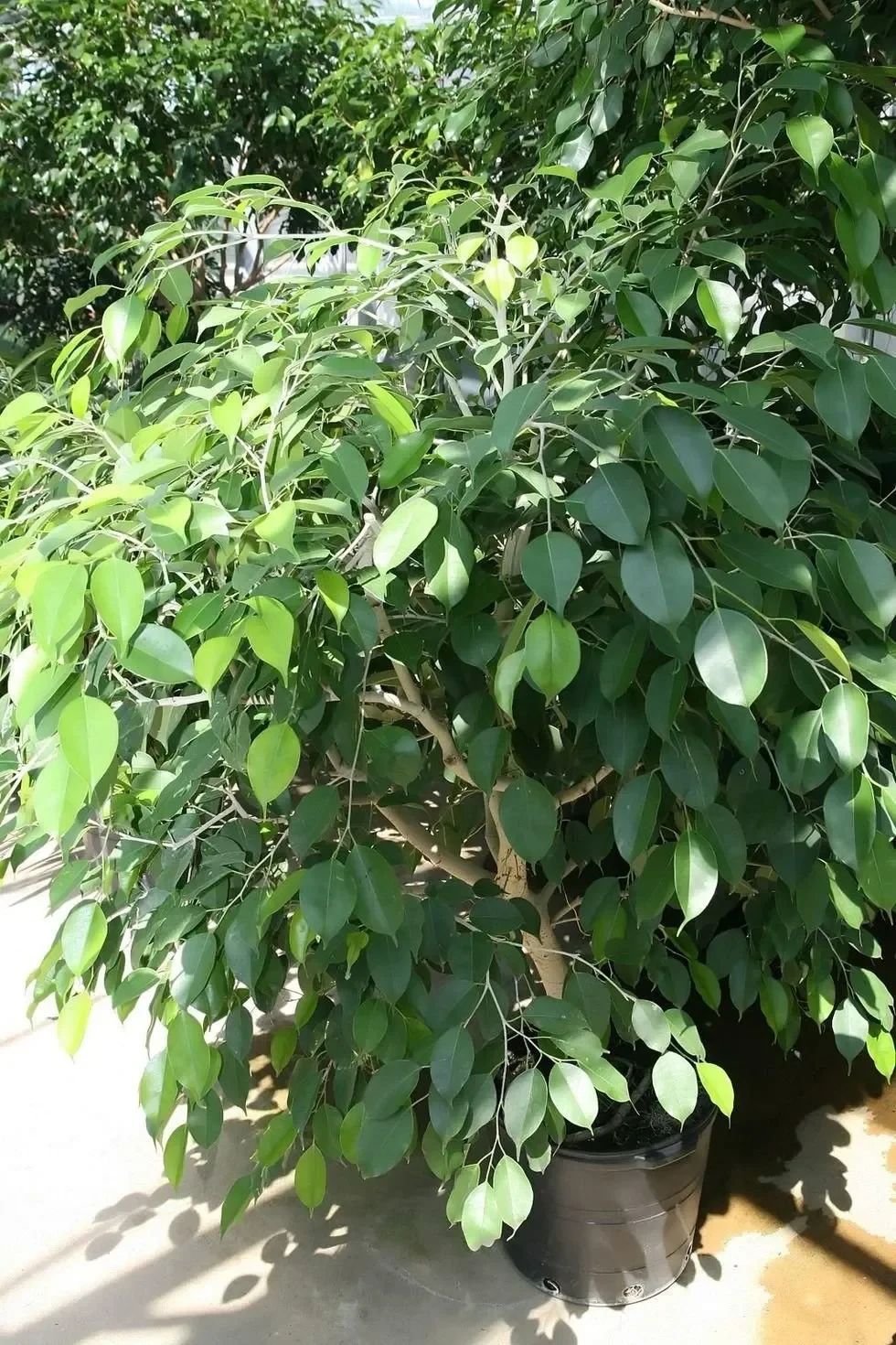 From the Moraceae family.