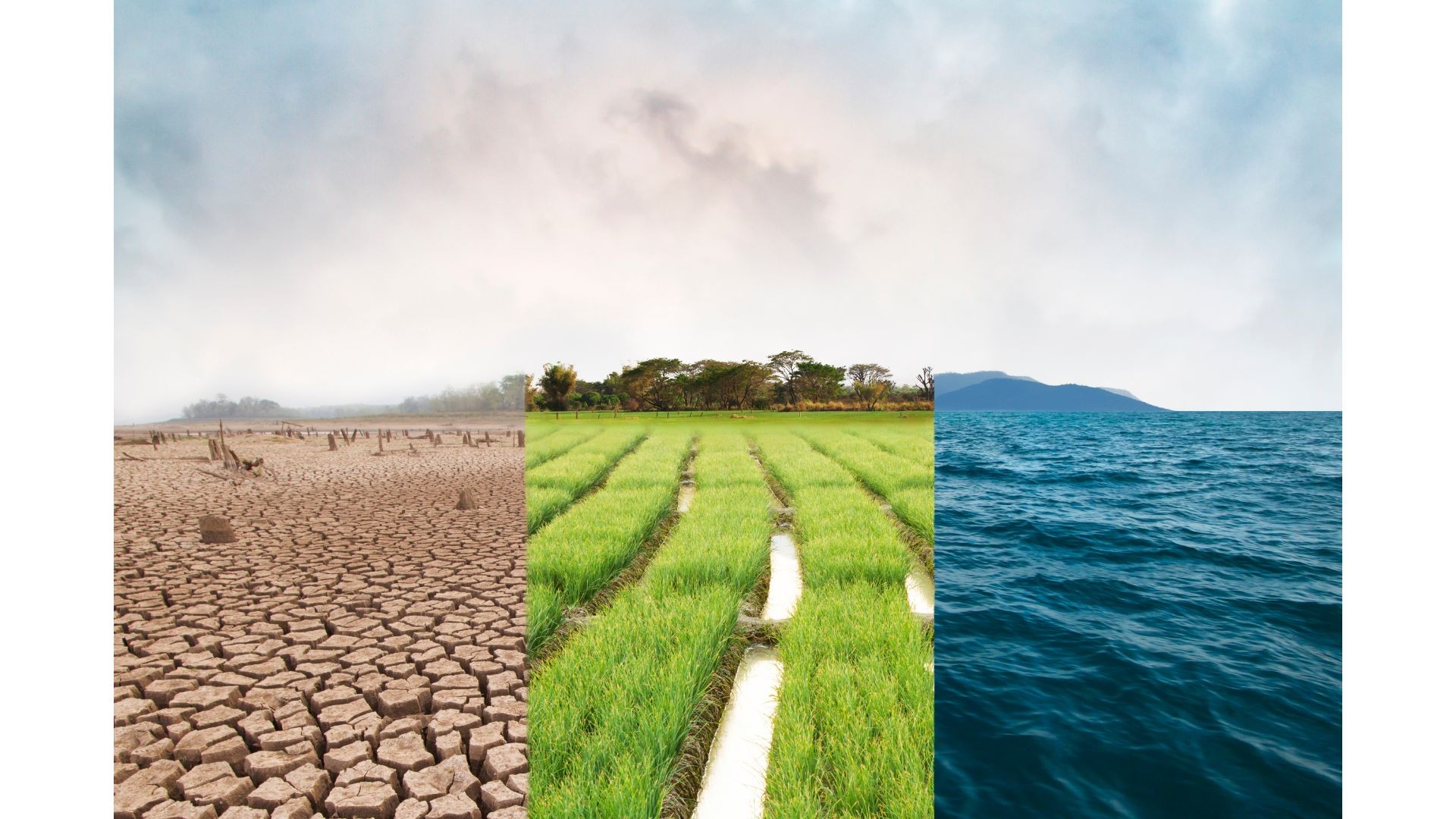 terracing, water harvesting, reclamation forestry, invasive species, agroforestry, windbreak, climate adaption