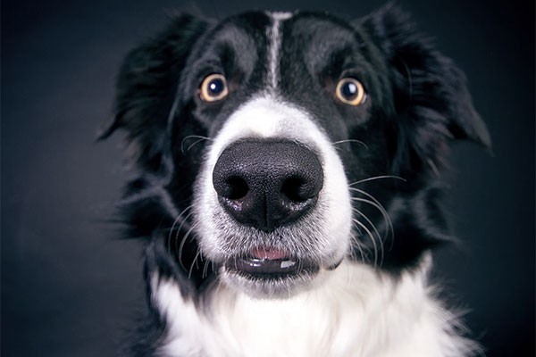 science of dogs, dog reactions, dog communication, pet science