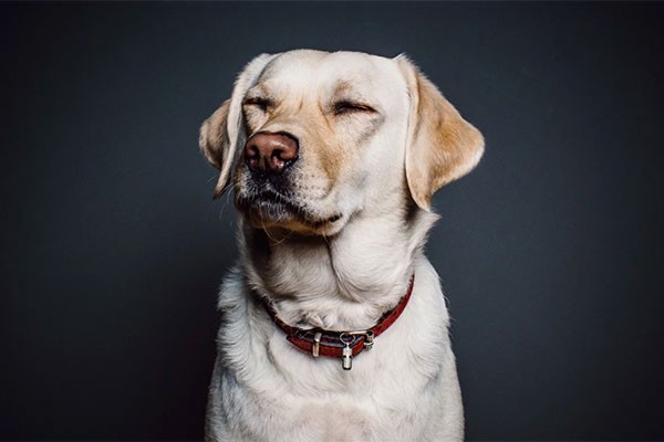  human-animal bond, dog research, Akiko Takaoka, trustworthy humans, dog instincts