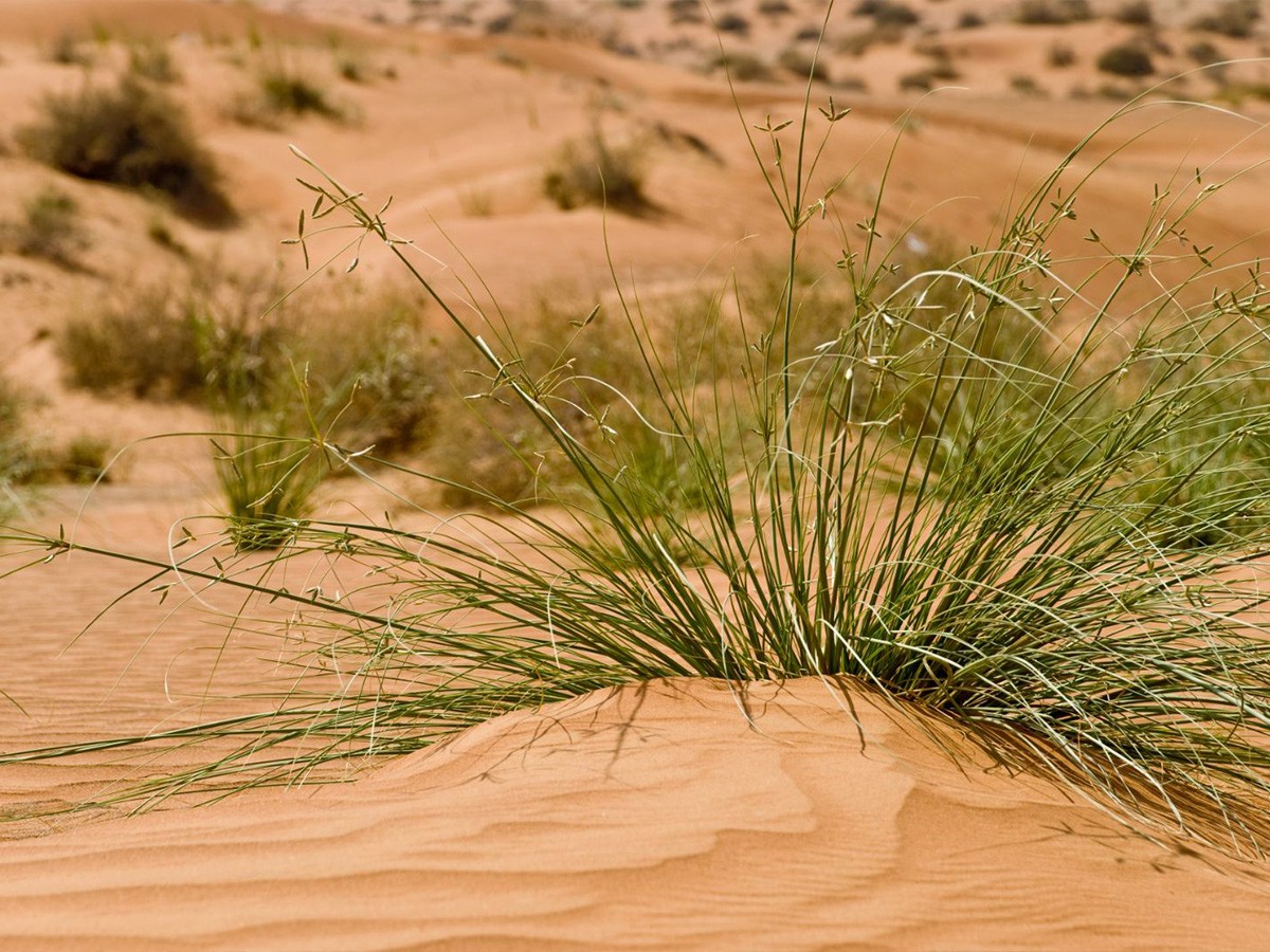 green project, Great Green Wall, regenerative projects, deforestation, inhospitable desert, vegetation, desertification, erosion