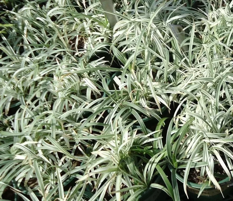 From the Asparagaceae family.