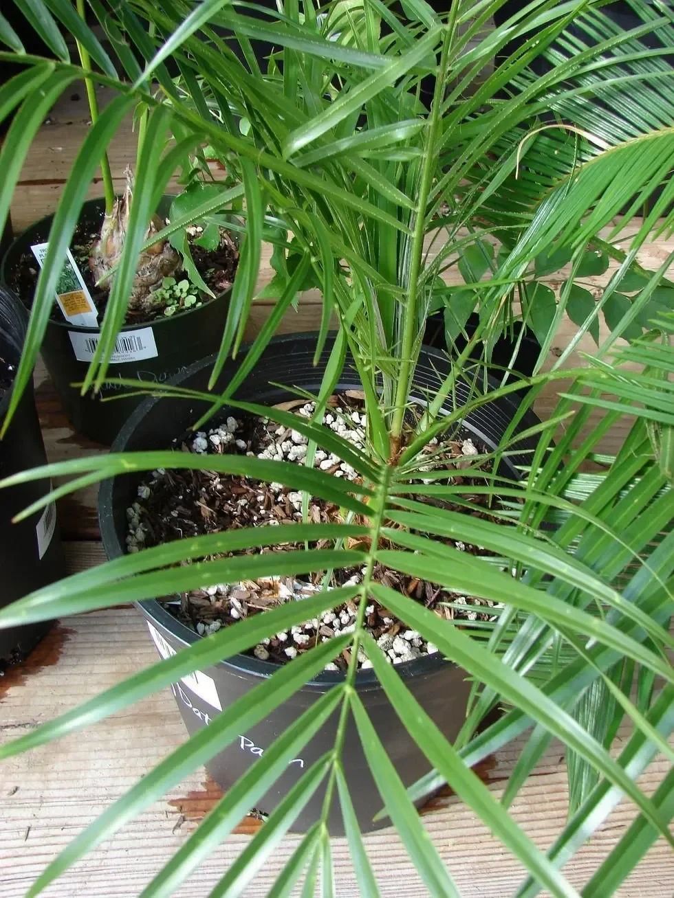 From the Arecaceae family.