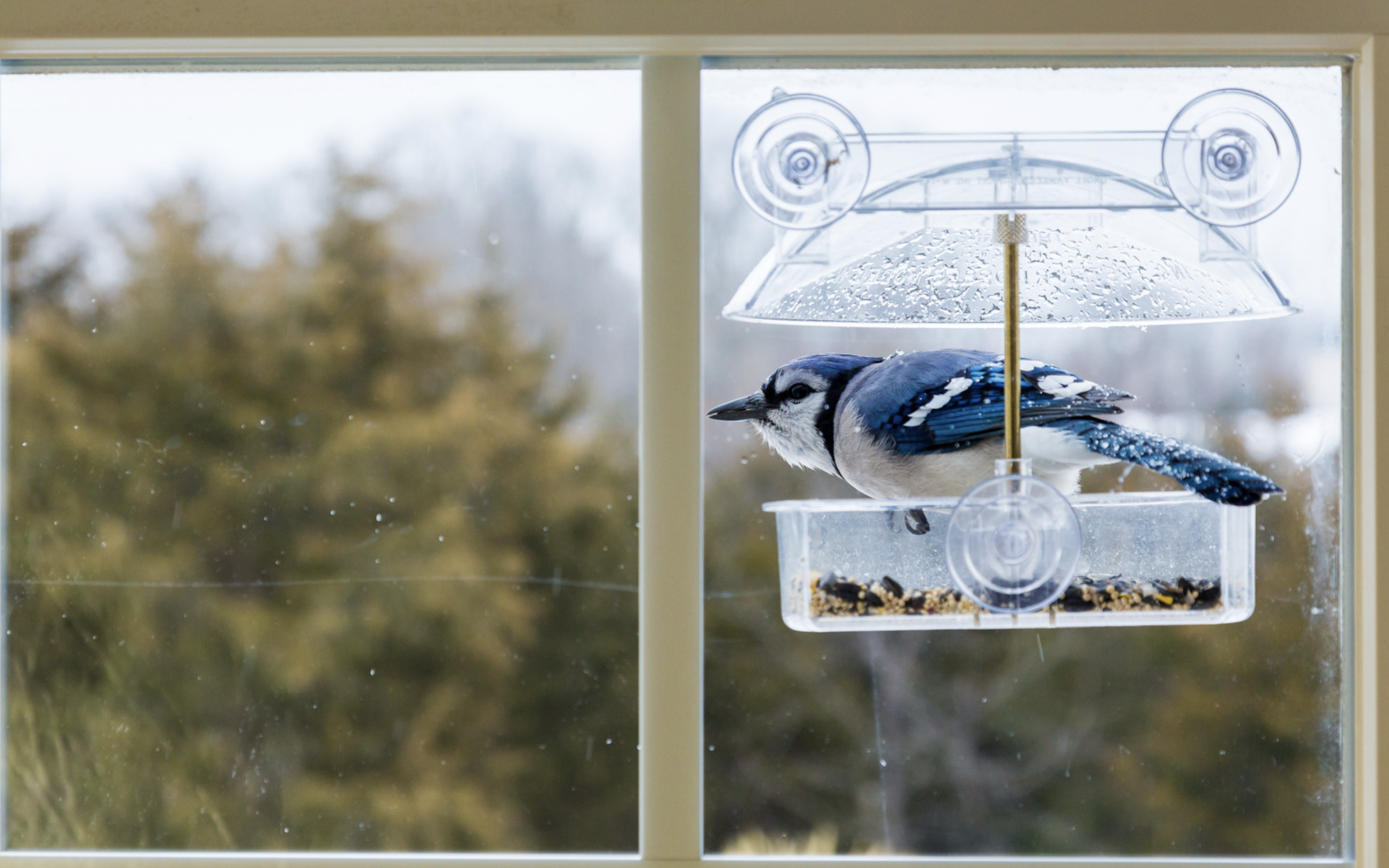 small space living, apartment therapy, interior design, home organization, family living, NYC apartment, home renovation, Murphy bed