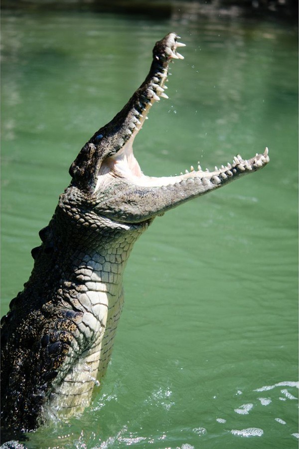 conservation, endangered species, ocean life, marine conservation, farms, crocodile hides, crocodylus porosus, earth