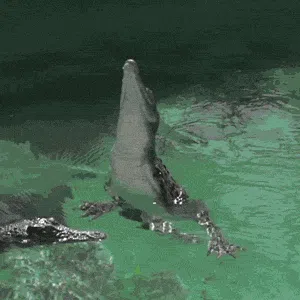 crocodilians, evolution, submerged, dangerous, human attacks, safety tips, dinosaurs