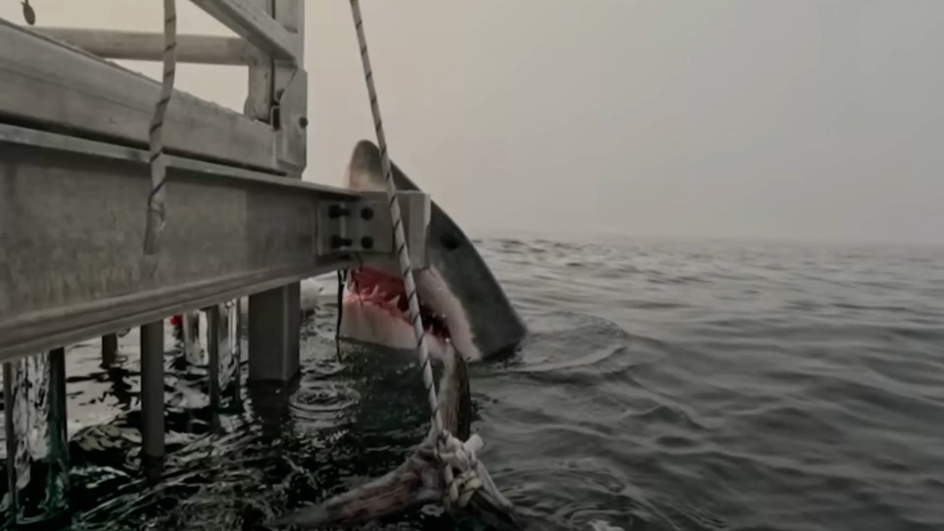 shark, halifax shark, Nova Scotia shark, shark alert, shark sightin, shark encounter, ocean, Atlantic Ocean, cold water