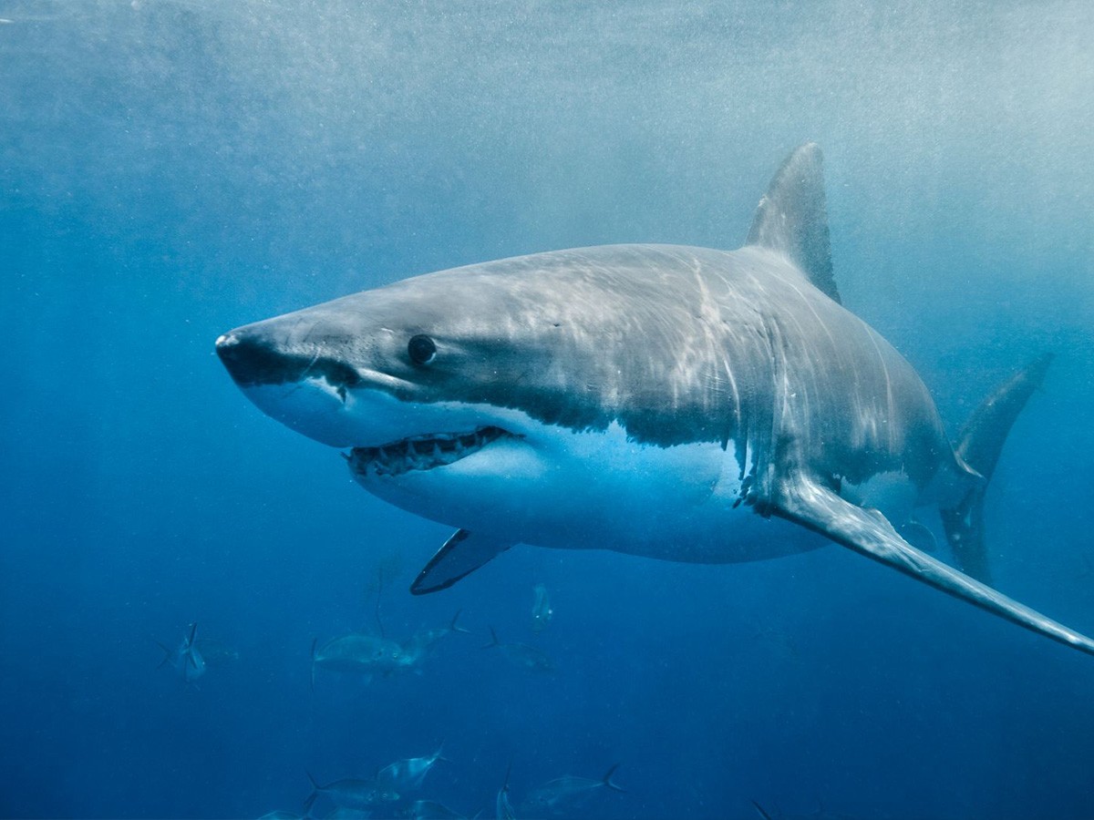 CBC news, ISAF, International Shark Attack File, general encounters, extinction, endangered species, overfishing