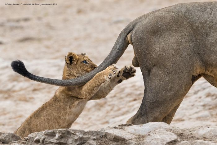 Comedy Wildlife Photography Awards, funny animal photos, nature photography, wildlife humor, funny animals, viral animal pictures, conservation, Paul Joynson-Hicks