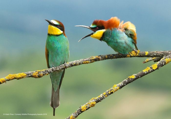 Comedy Wildlife Photography Awards, funny animal photos, nature photography, wildlife humor, funny animals, viral animal pictures, conservation, Paul Joynson-Hicks