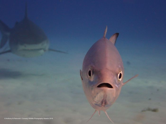 Comedy Wildlife Photography Awards, funny animal photos, nature photography, wildlife humor, funny animals, viral animal pictures, conservation, Paul Joynson-Hicks