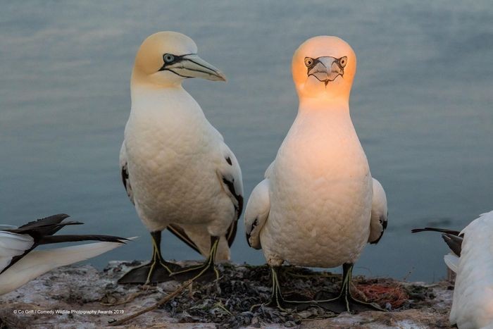 Comedy Wildlife Photography Awards, funny animal photos, nature photography, wildlife humor, funny animals, viral animal pictures, conservation, Paul Joynson-Hicks
