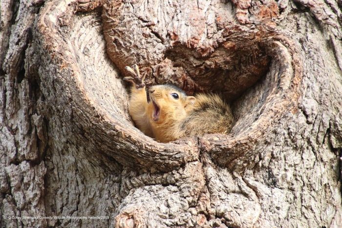 Comedy Wildlife Photography Awards, funny animal photos, nature photography, wildlife humor, funny animals, viral animal pictures, conservation, Paul Joynson-Hicks