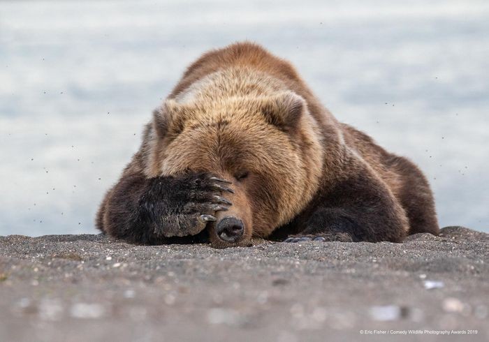 Comedy Wildlife Photography Awards, funny animal photos, nature photography, wildlife humor, funny animals, viral animal pictures, conservation, Paul Joynson-Hicks