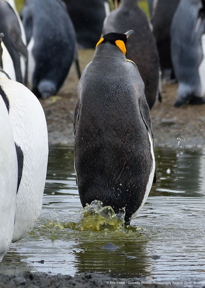 Comedy Wildlife Photography Awards, funny animal photos, nature photography, wildlife humor, funny animals, viral animal pictures, conservation, Paul Joynson-Hicks