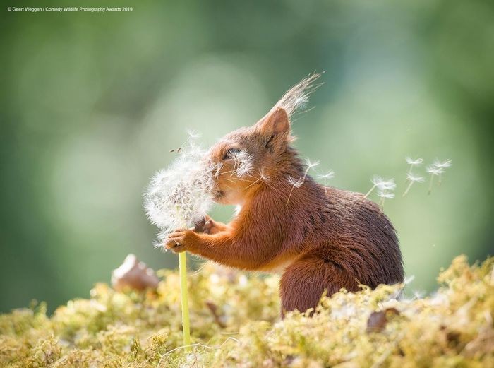 Comedy Wildlife Photography Awards, funny animal photos, nature photography, wildlife humor, funny animals, viral animal pictures, conservation, Paul Joynson-Hicks
