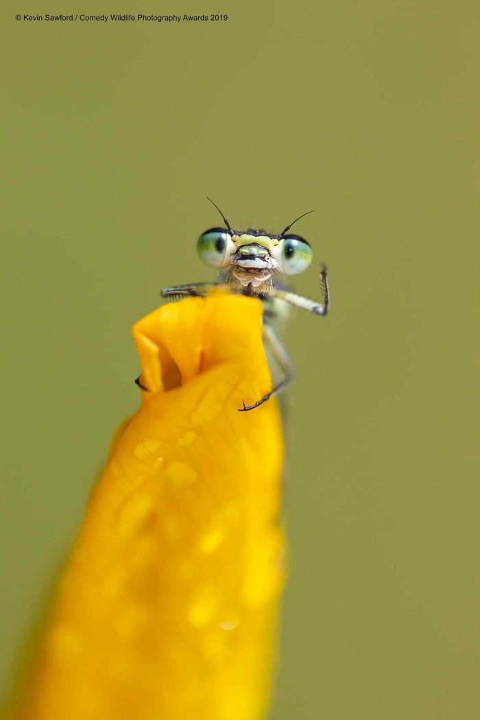 Comedy Wildlife Photography Awards, funny animal photos, nature photography, wildlife humor, funny animals, viral animal pictures, conservation, Paul Joynson-Hicks