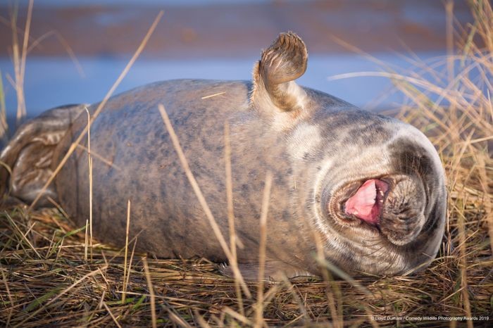 Comedy Wildlife Photography Awards, funny animal photos, nature photography, wildlife humor, funny animals, viral animal pictures, conservation, Paul Joynson-Hicks