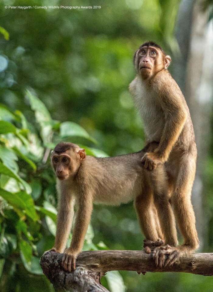 Comedy Wildlife Photography Awards, funny animal photos, nature photography, wildlife humor, funny animals, viral animal pictures, conservation, Paul Joynson-Hicks