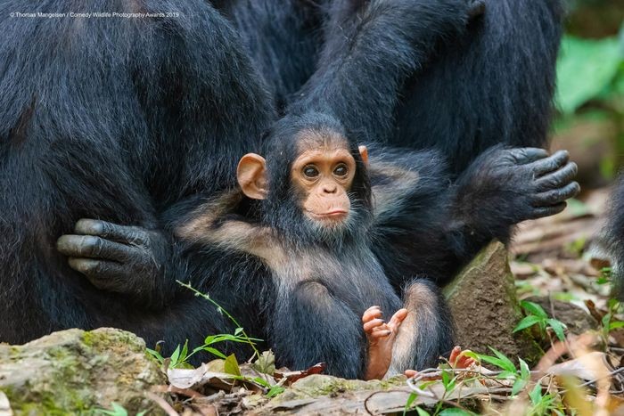 Comedy Wildlife Photography Awards, funny animal photos, nature photography, wildlife humor, funny animals, viral animal pictures, conservation, Paul Joynson-Hicks