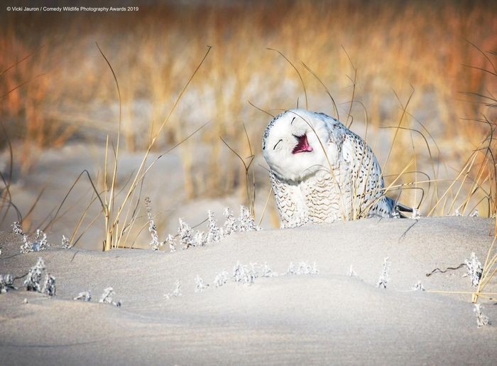 Comedy Wildlife Photography Awards, funny animal photos, nature photography, wildlife humor, funny animals, viral animal pictures, conservation, Paul Joynson-Hicks