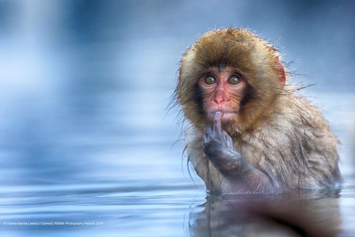 Comedy Wildlife Photography Awards, funny animal photos, nature photography, wildlife humor, funny animals, viral animal pictures, conservation, Paul Joynson-Hicks