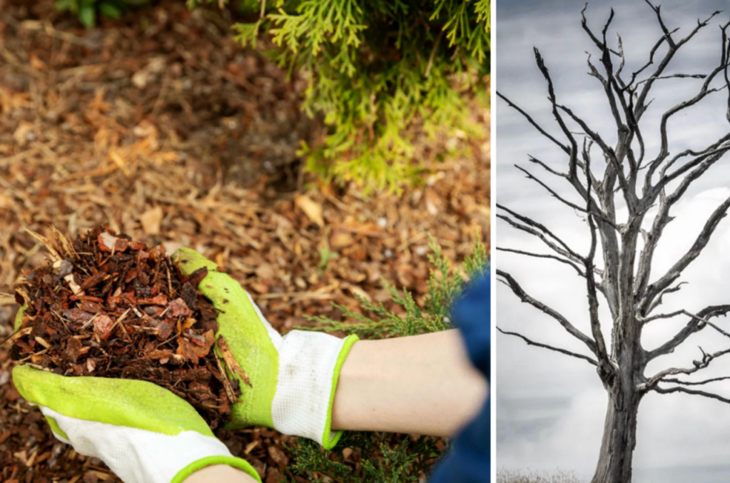 landscaping, environment, trees, economy, homeowners