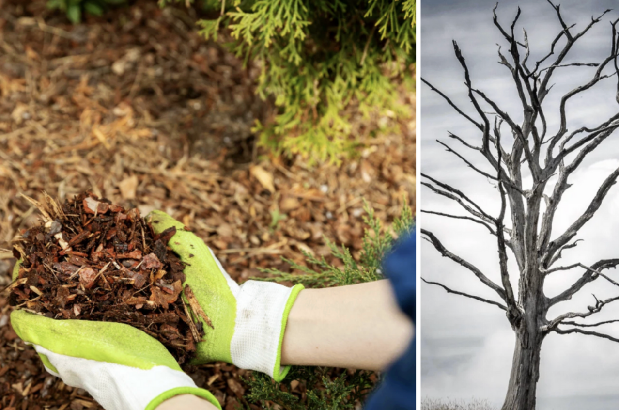 landscaping, environment, trees, economy, homeowners