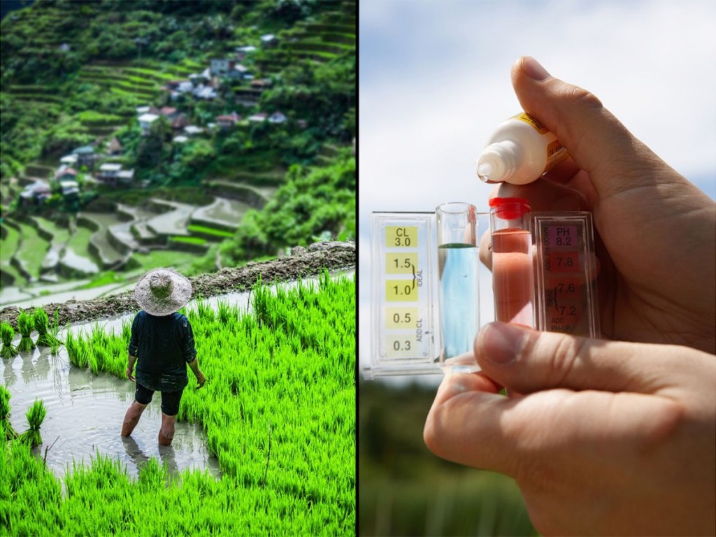 arsenic rice, rice paddies, inorganic arsenic, contamination, environment, global warming, health risks