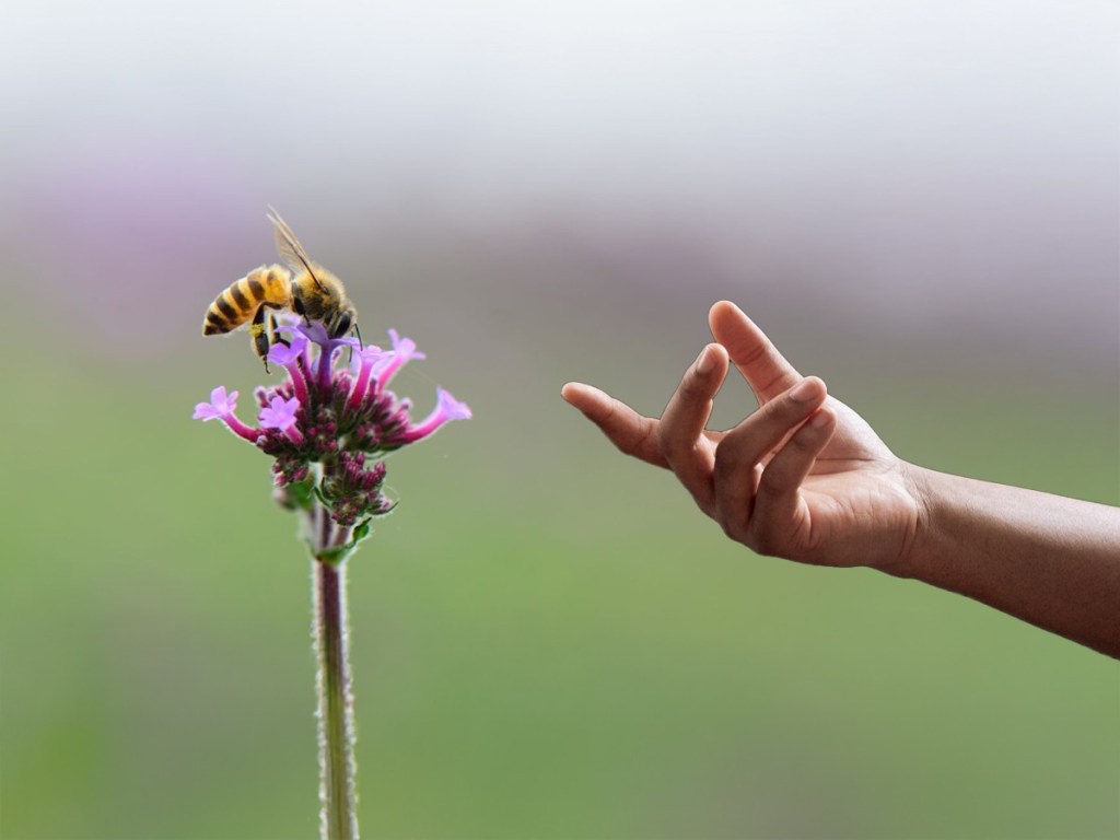 bees, superfood, smart farms, pollination, food security, honeybees, bee crisis