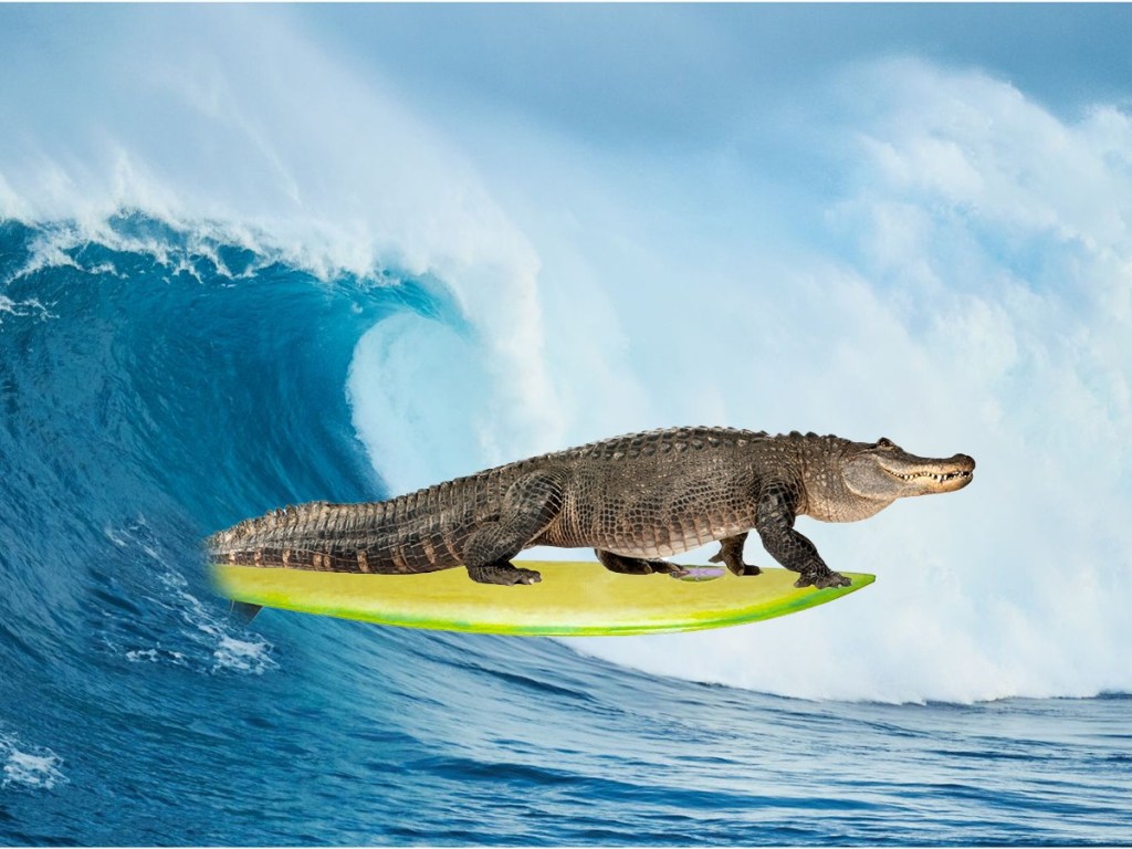 saltwater crocodile, ocean travel, tidal currents, surfing, migration, apex predator, swimmers