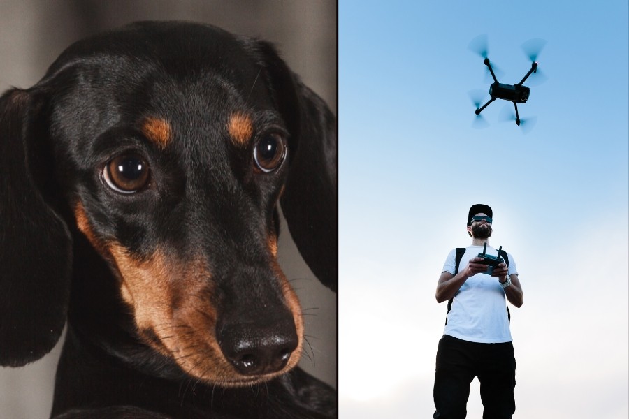 dogs, dog rescues, drones, coyotes, dog videos