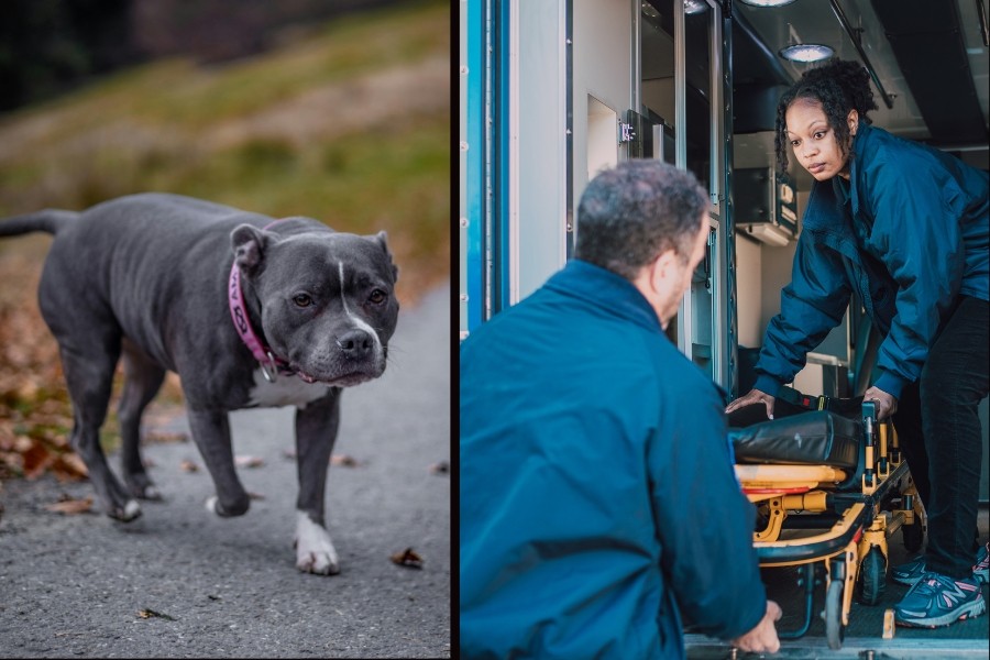 pit bulls, dogs, rescue stories, dog behavior, animal behavior