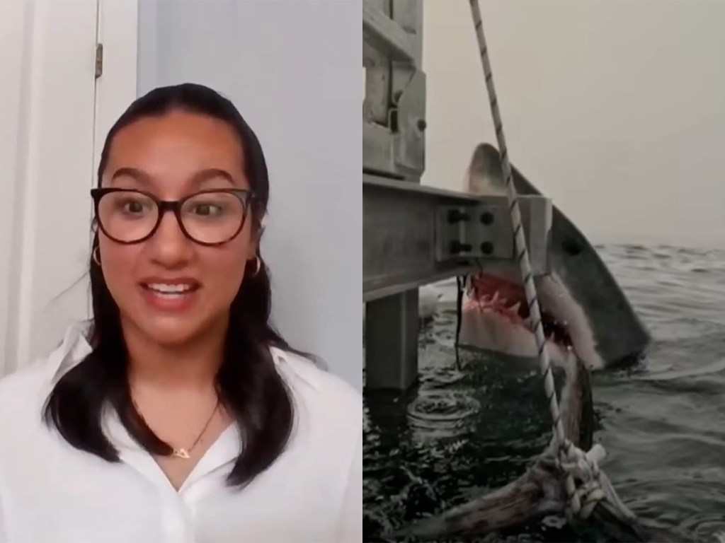 shark encounters, great white, great white shark, researchers, marine biology, student, Canada, Halifax