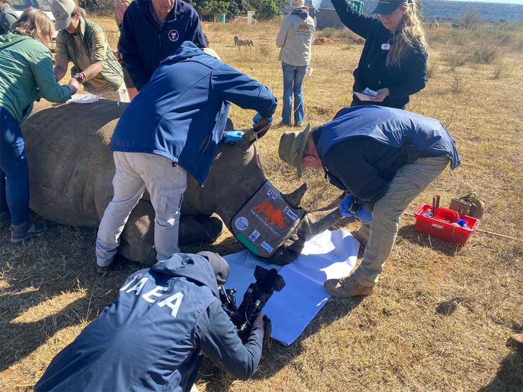 poachers, radioactive isotopes, IAEA, Rhisotope Project, endangered species, rhino, rhinoceross