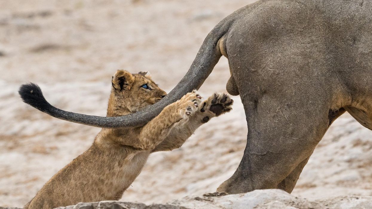 good.is - GOOD Staff - 20 enormously funny photos of animals in the wild