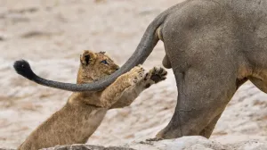 Comedy Wildlife Photography Awards, funny animal photos, wildlife humor, nature photography, animal memes